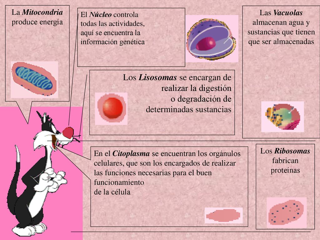 Los Lisosomas se encargan de realizar la digestión o degradación de