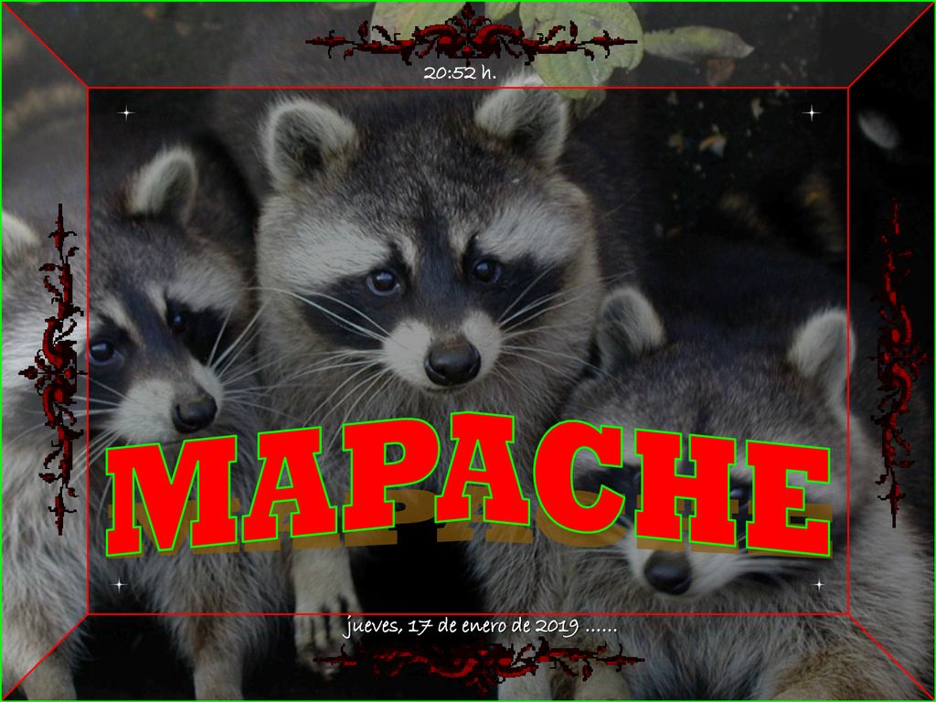 20:52 h. MAPACHE jueves, 17 de enero de 2019 …… 2