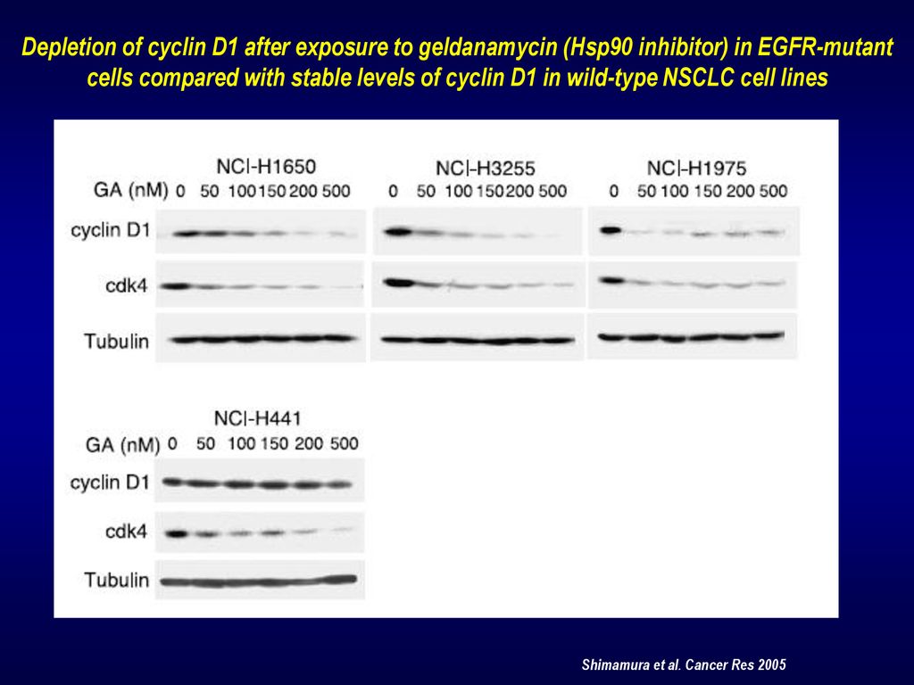 Depletion of cyclin D1 after exposure to geldanamycin (Hsp90 inhibitor) in EGFR-mutant cells compared with stable levels of cyclin D1 in wild-type NSCLC cell lines