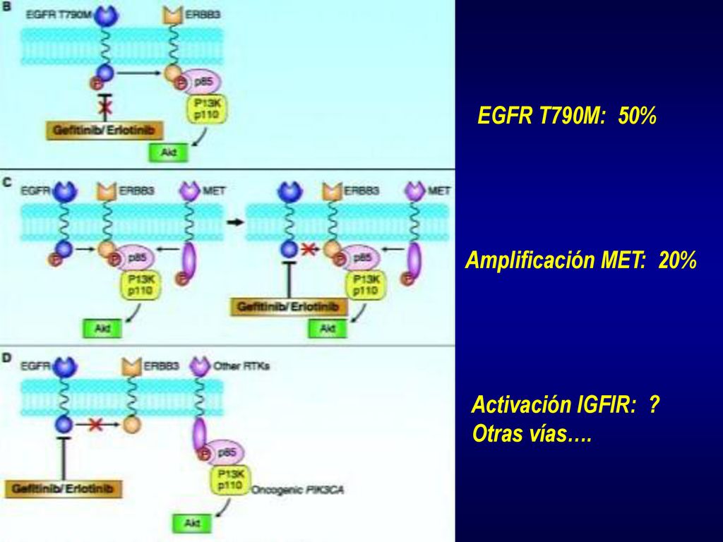 EGFR T790M: 50% Amplificación MET: 20% Activación IGFIR: Otras vías….
