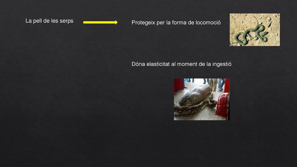 La pell de les serps Protegeix per la forma de locomoció Dóna elasticitat al moment de la ingestió