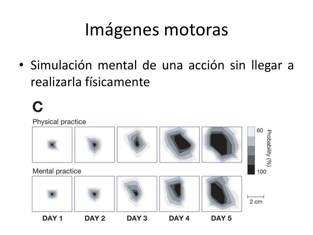 Imágenes motoras Simulación mental de una acción sin llegar a realizarla físicamente