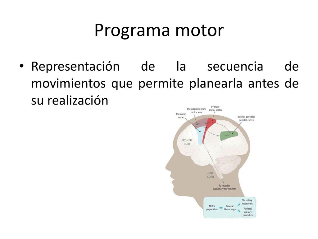 Programa motor Representación de la secuencia de movimientos que permite planearla antes de su realización.
