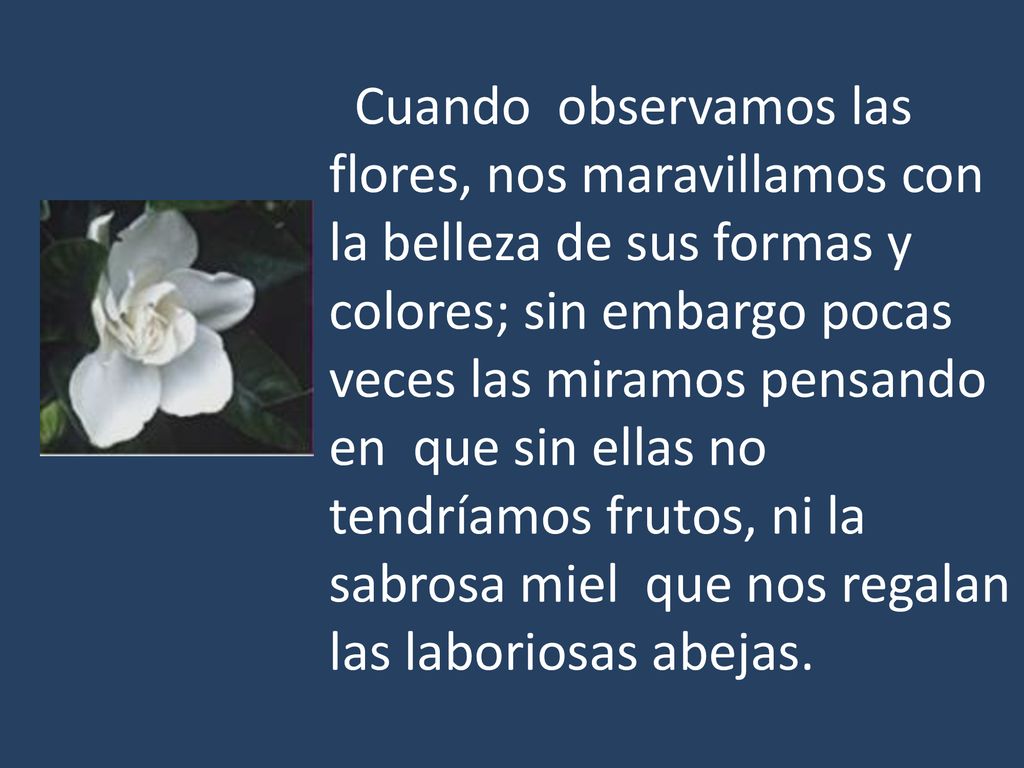 Cuando observamos las flores, nos maravillamos con la belleza de sus formas y colores; sin embargo pocas veces las miramos pensando en que sin ellas no tendríamos frutos, ni la sabrosa miel que nos regalan las laboriosas abejas.