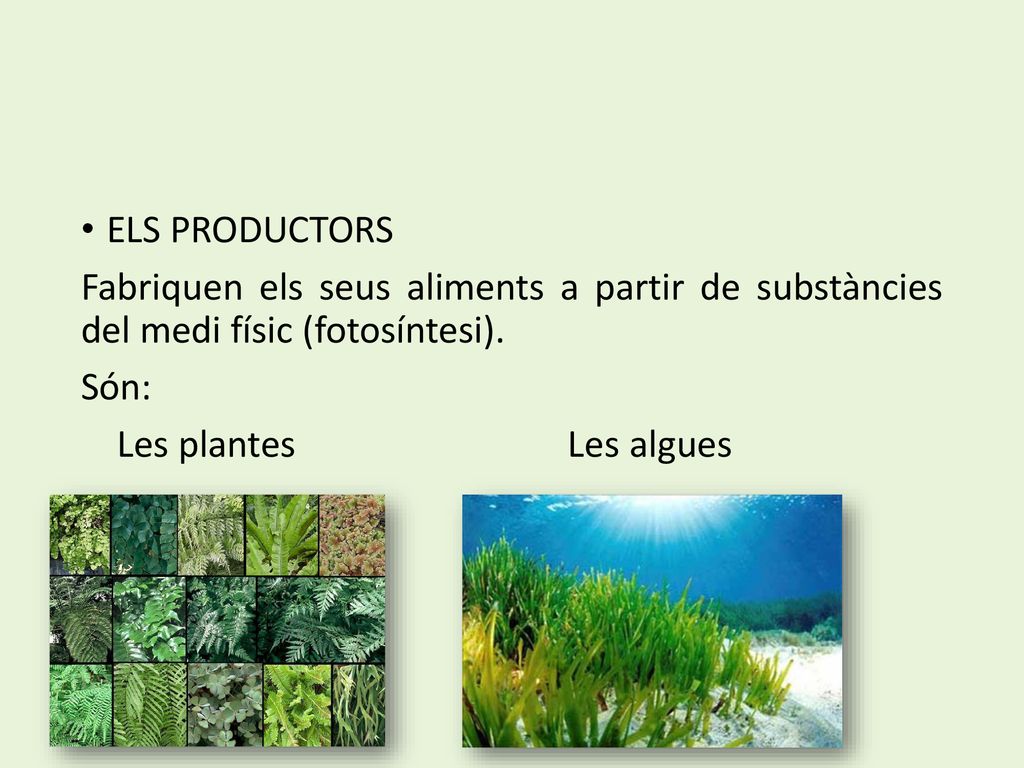 ELS PRODUCTORS Fabriquen els seus aliments a partir de substàncies del medi físic (fotosíntesi). Són: