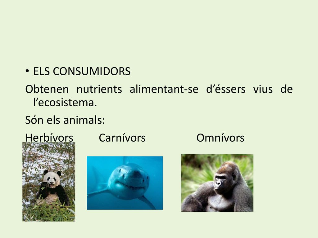 ELS CONSUMIDORS Obtenen nutrients alimentant-se d’éssers vius de l’ecosistema. Són els animals: