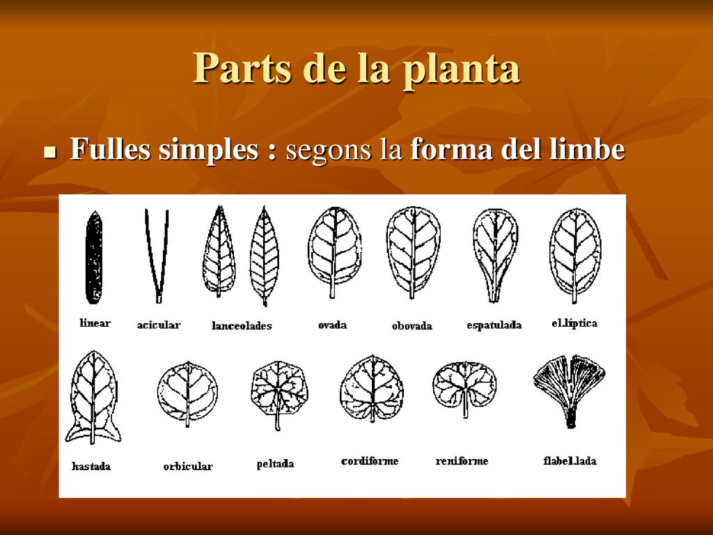Parts de la planta Fulles simples : segons la forma del limbe
