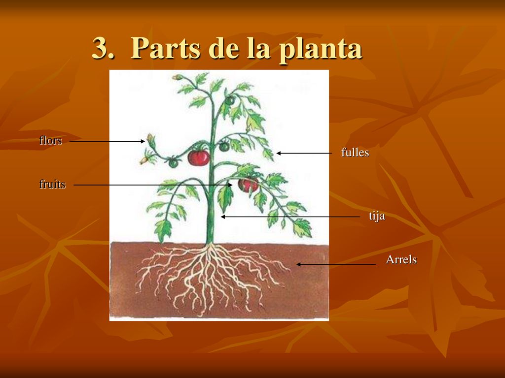 3. Parts de la planta flors fulles fruits tija Arrels