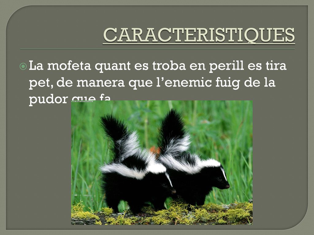 CARACTERISTIQUES La mofeta quant es troba en perill es tira pet, de manera que l’enemic fuig de la pudor que fa.