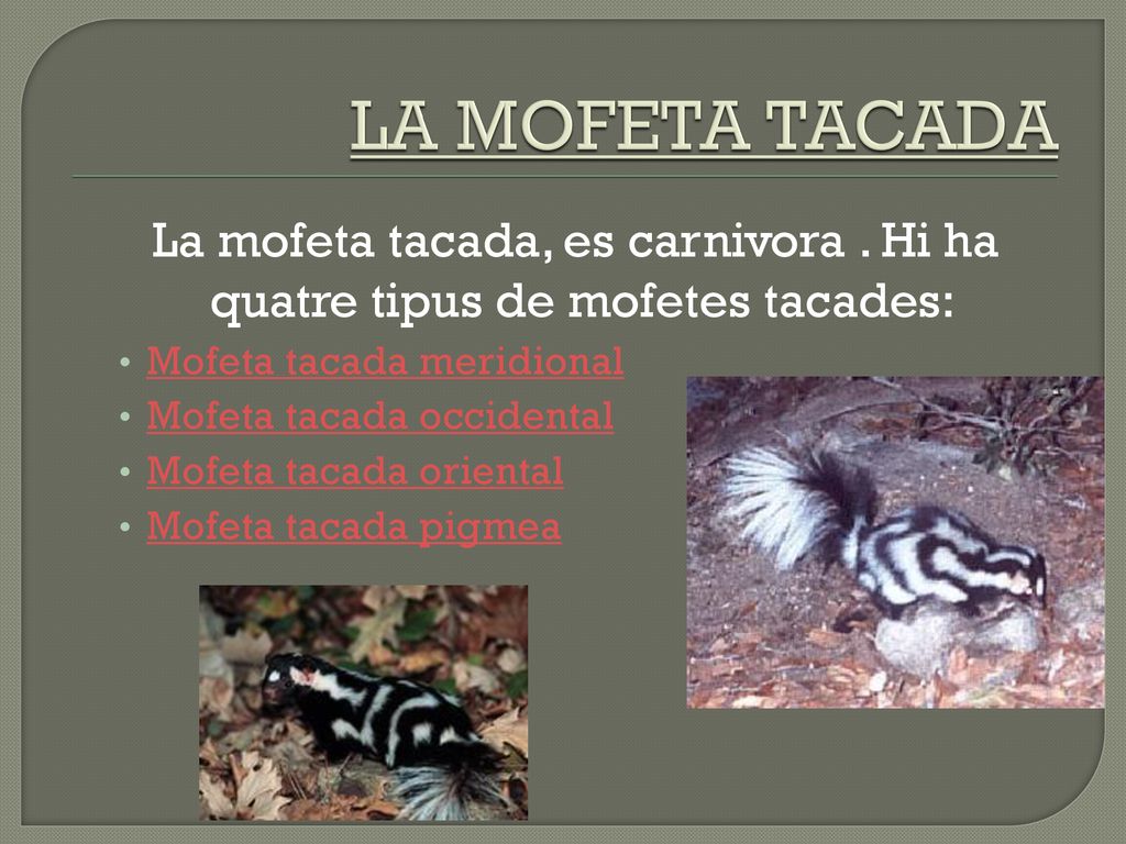 LA MOFETA TACADA La mofeta tacada, es carnivora . Hi ha quatre tipus de mofetes tacades: Mofeta tacada meridional.