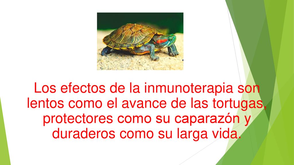 Los efectos de la inmunoterapia son lentos como el avance de las tortugas, protectores como su caparazón y duraderos como su larga vida.
