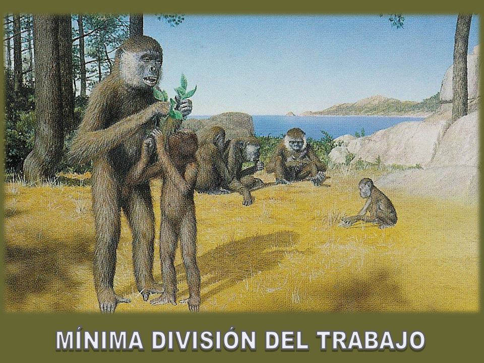MÍNIMA DIVISIÓN DEL TRABAJO