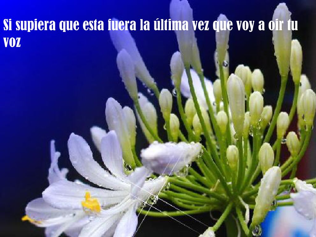 Si supiera que esta fuera la última vez que voy a oir tu voz