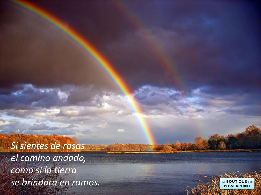 Si sientes de rosas el camino andado, como si la tierra se brindara en ramos.