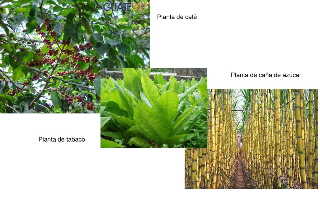 Planta de café Planta de caña de azúcar Planta de tabaco