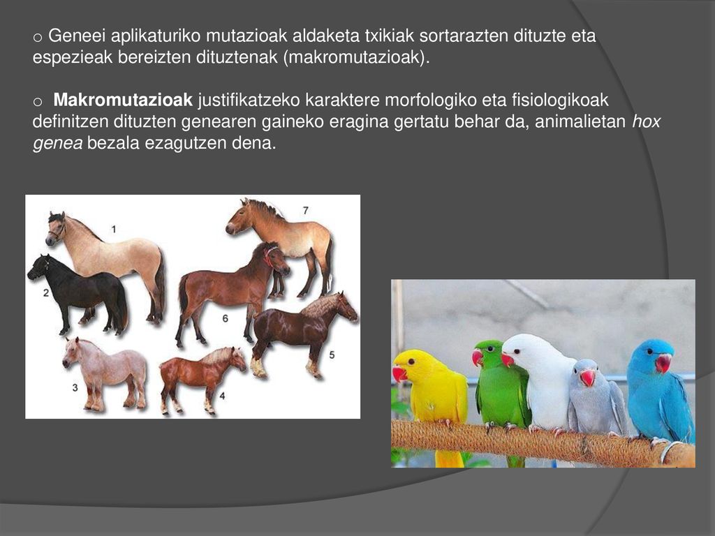 Geneei aplikaturiko mutazioak aldaketa txikiak sortarazten dituzte eta espezieak bereizten dituztenak (makromutazioak).