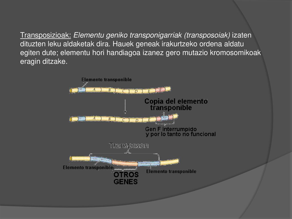 Transposizioak: Elementu geniko transponigarriak (transposoiak) izaten dituzten leku aldaketak dira.