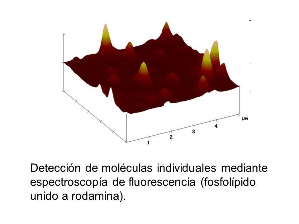 Detección de moléculas individuales mediante espectroscopía de fluorescencia (fosfolípido unido a rodamina).