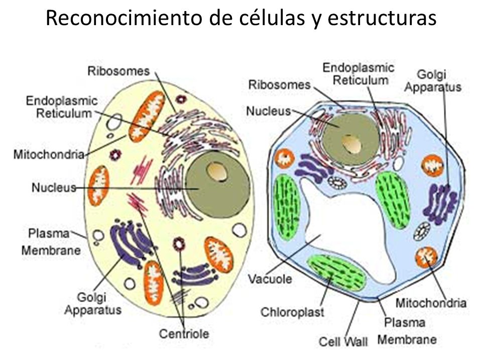 Reconocimiento de células y estructuras