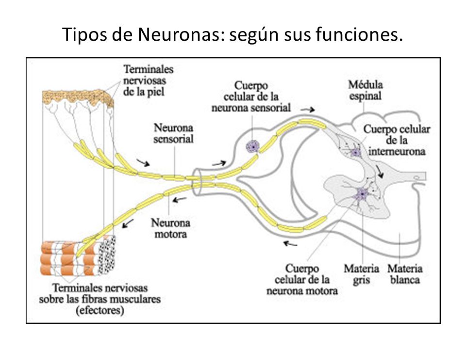 Tipos de Neuronas: según sus funciones.