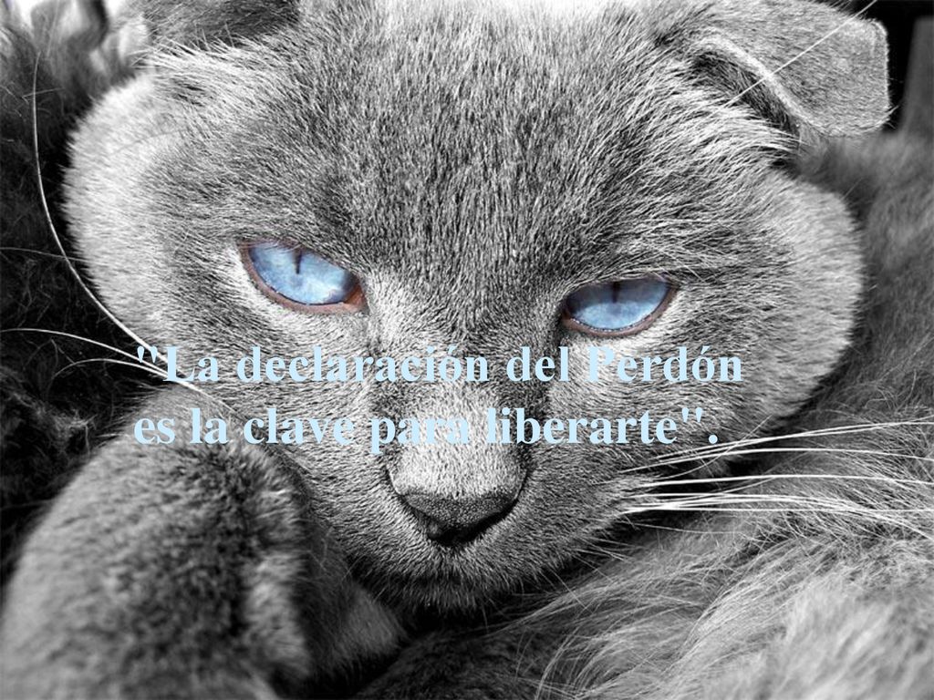 La declaración del Perdón es la clave para liberarte .