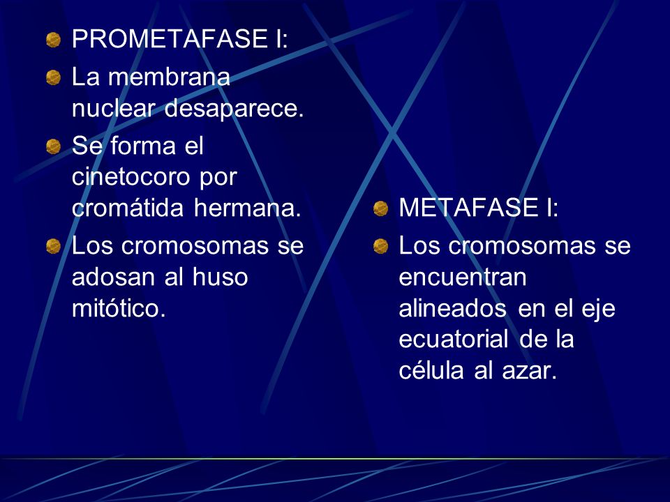 PROMETAFASE I: La membrana nuclear desaparece. Se forma el cinetocoro por cromátida hermana. Los cromosomas se adosan al huso mitótico.