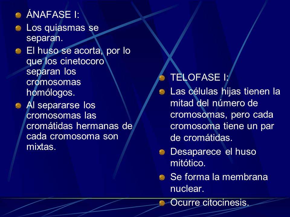ÁNAFASE I: Los quiasmas se separan. El huso se acorta, por lo que los cinetocoro separan los cromosomas homólogos.