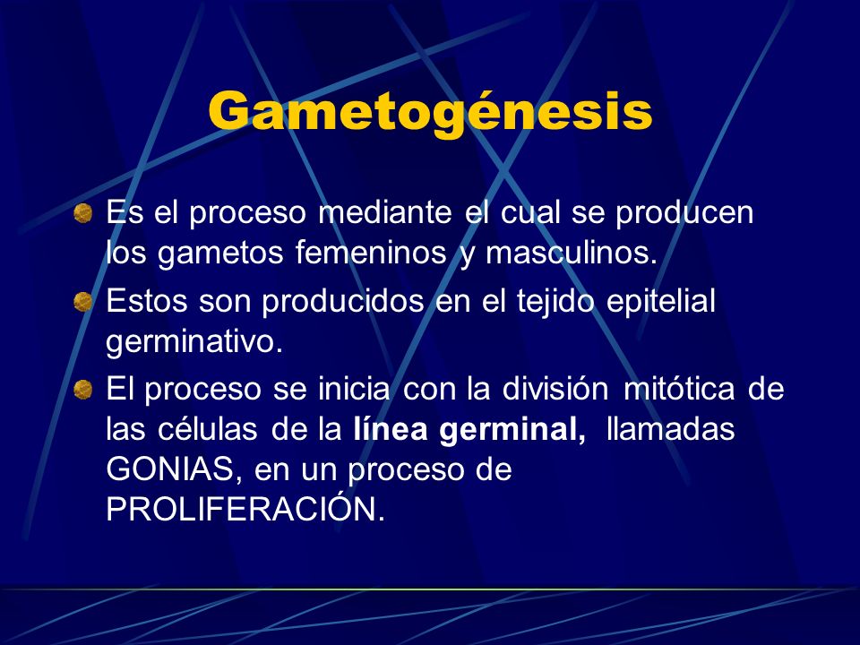 Gametogénesis Es el proceso mediante el cual se producen los gametos femeninos y masculinos.