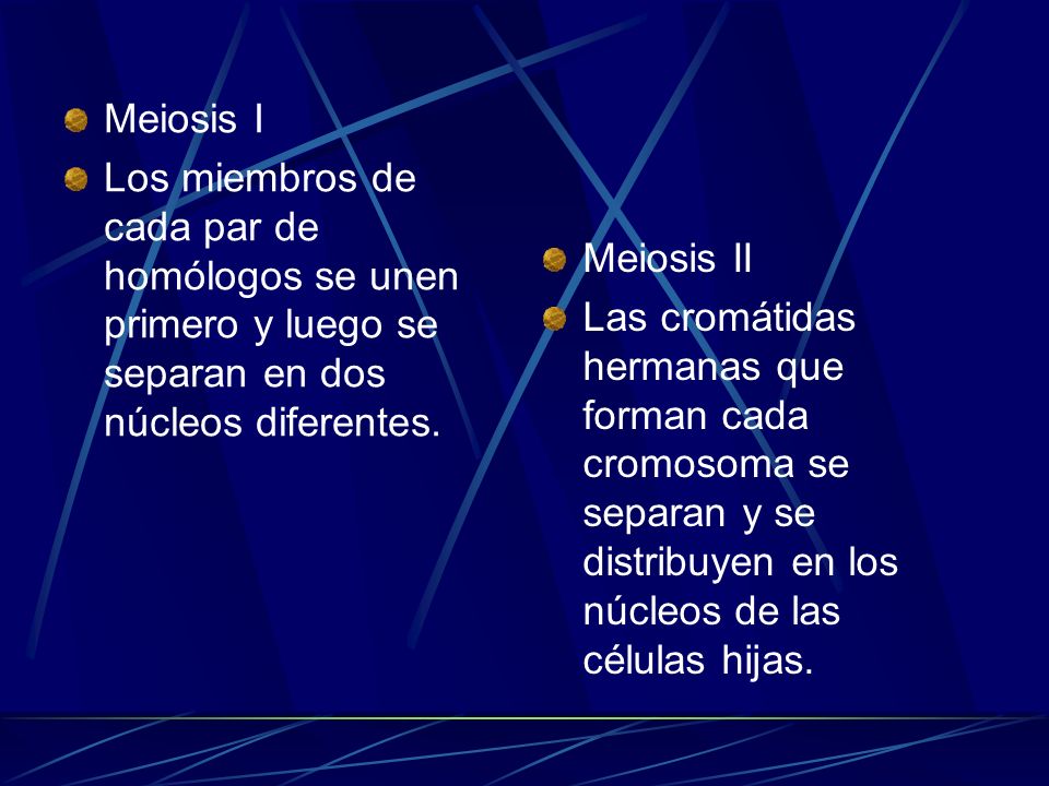 Meiosis I Los miembros de cada par de homólogos se unen primero y luego se separan en dos núcleos diferentes.