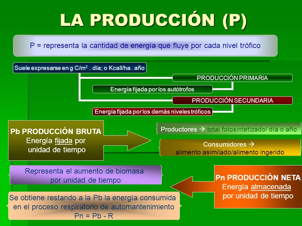 LA PRODUCCIÓN (P) P = representa la cantidad de energía que fluye por cada nivel trófico. Pb PRODUCCIÓN BRUTA.