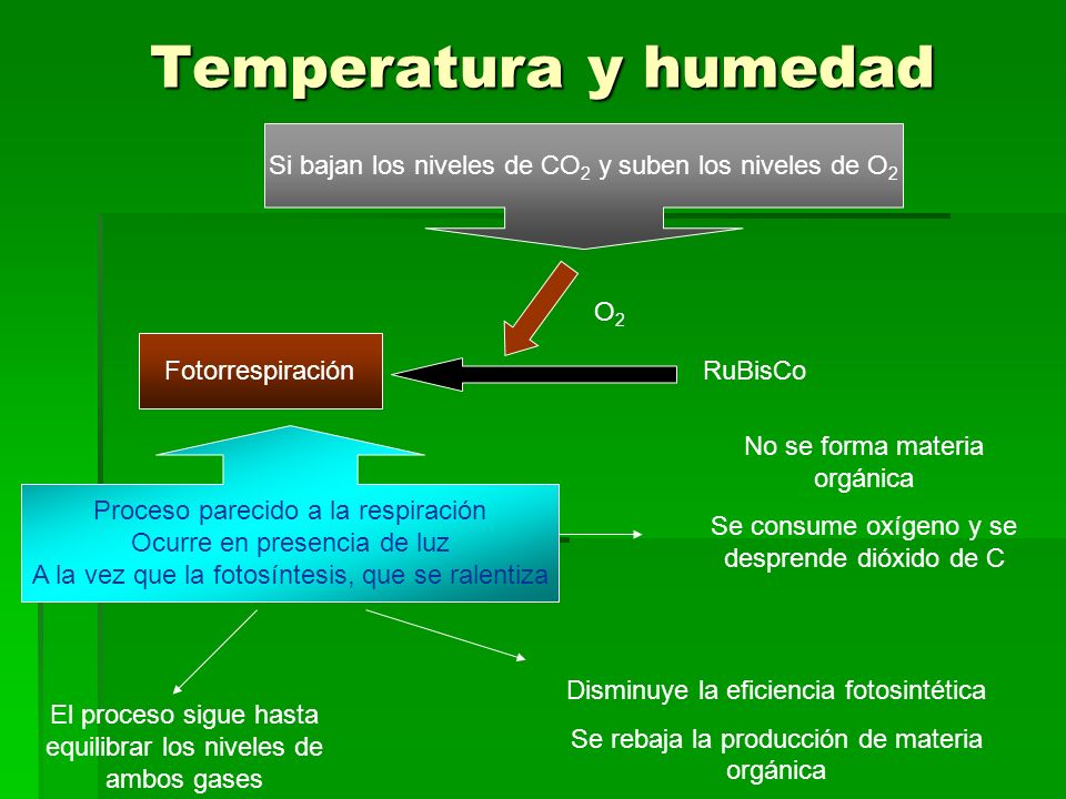 Temperatura y humedad Si bajan los niveles de CO2 y suben los niveles de O2. O2. Fotorrespiración.