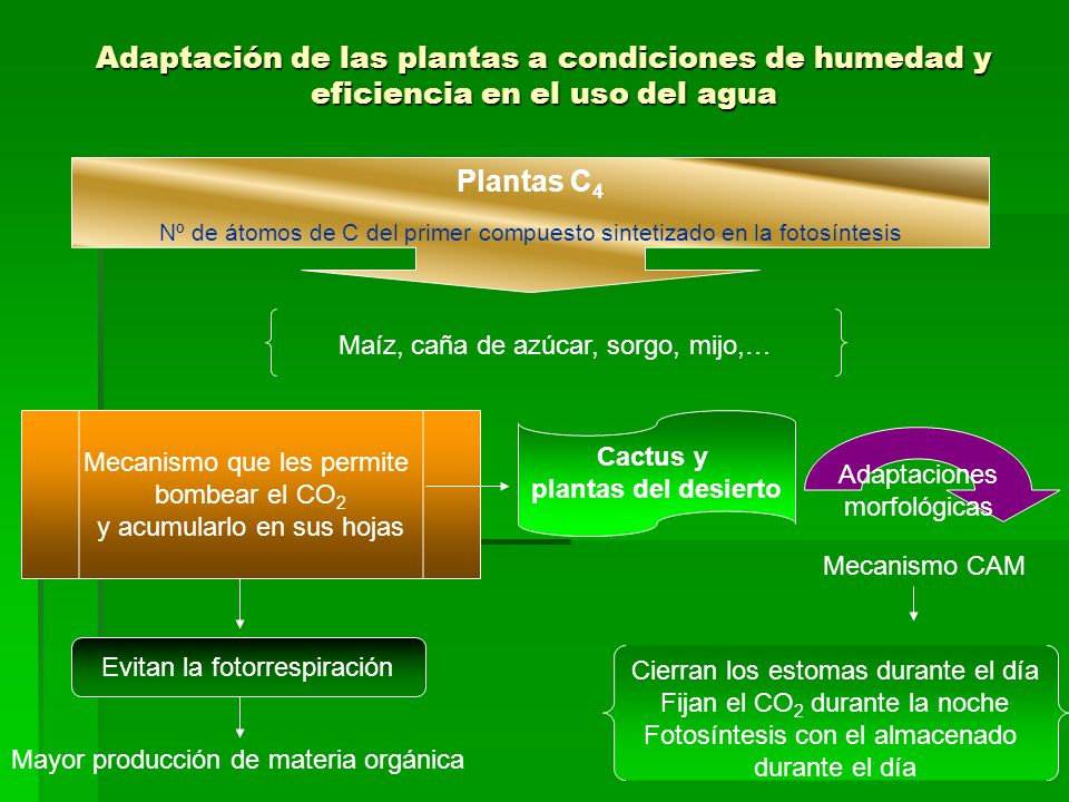 Nº de átomos de C del primer compuesto sintetizado en la fotosíntesis