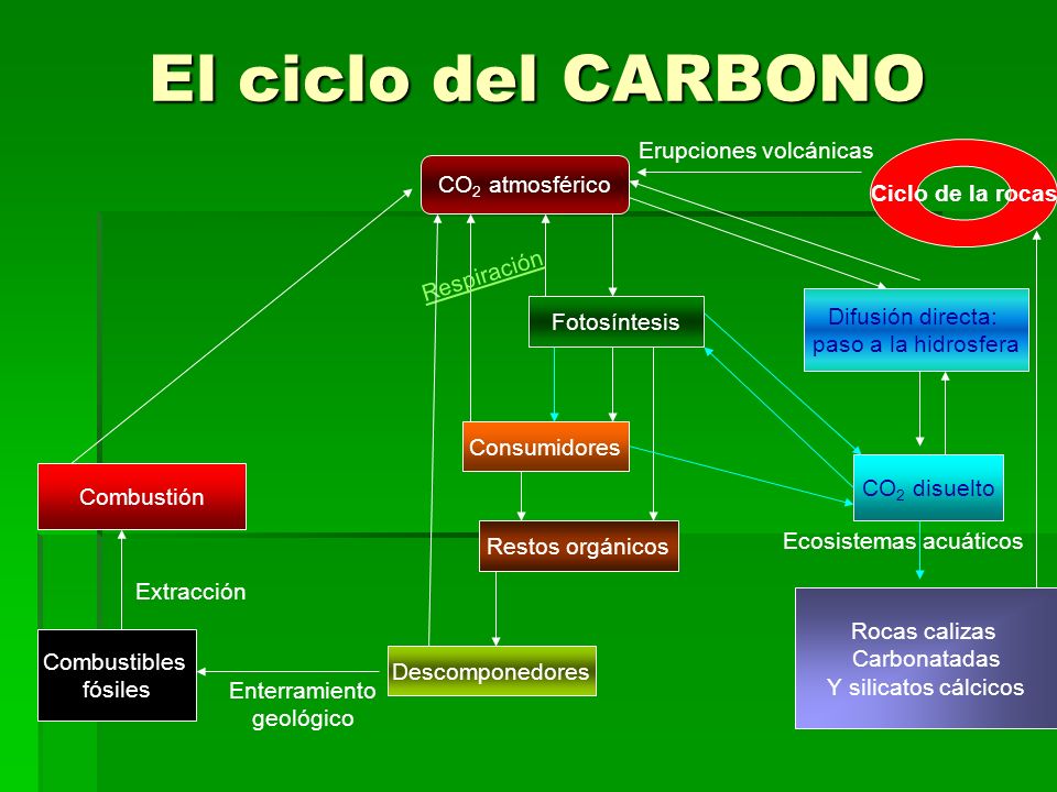 El ciclo del CARBONO Erupciones volcánicas Ciclo de la rocas