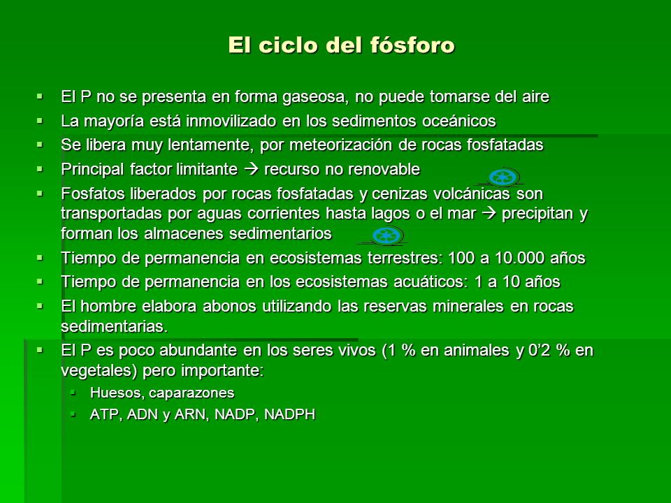 El ciclo del fósforo El P no se presenta en forma gaseosa, no puede tomarse del aire. La mayoría está inmovilizado en los sedimentos oceánicos.