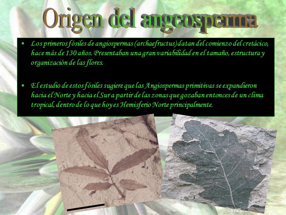 Origen del angeosperma