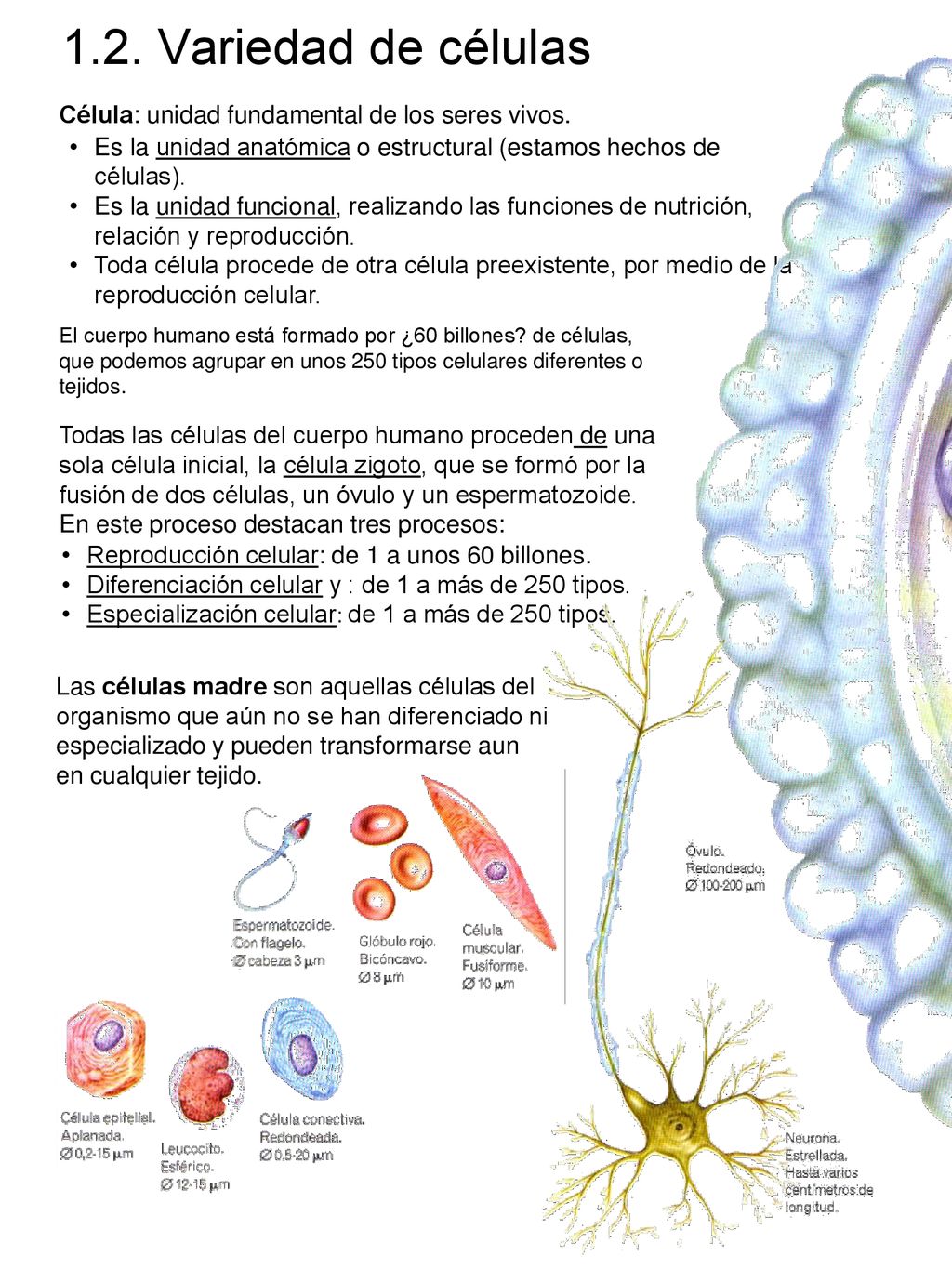 1.2. Variedad de células Célula: unidad fundamental de los seres vivos. Es la unidad anatómica o estructural (estamos hechos de células).