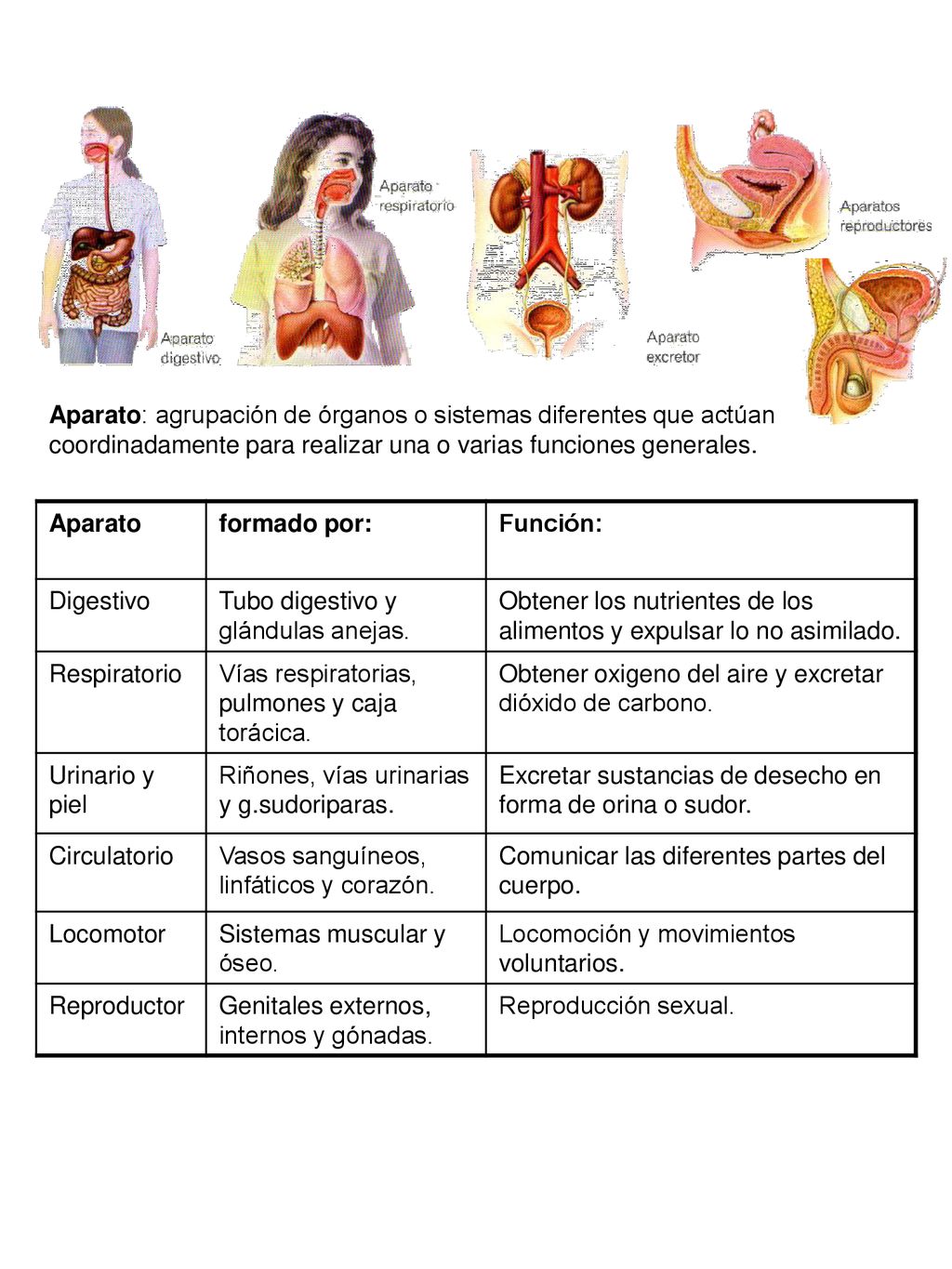 Aparato: agrupación de órganos o sistemas diferentes que actúan coordinadamente para realizar una o varias funciones generales.