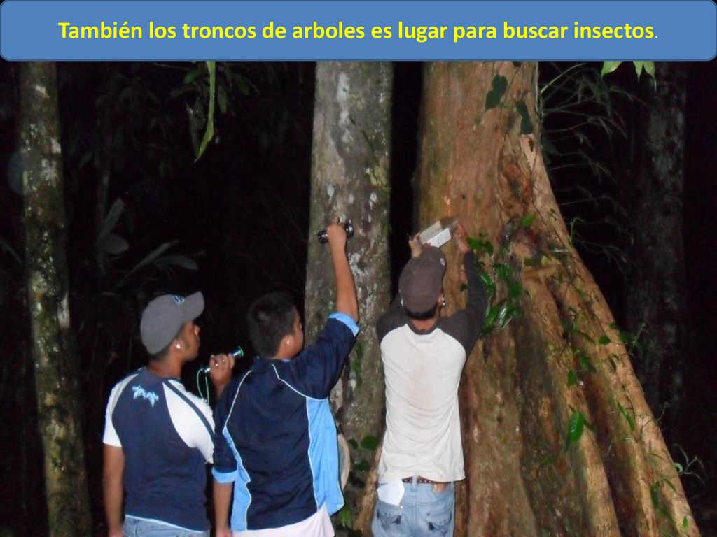 También los troncos de arboles es lugar para buscar insectos.