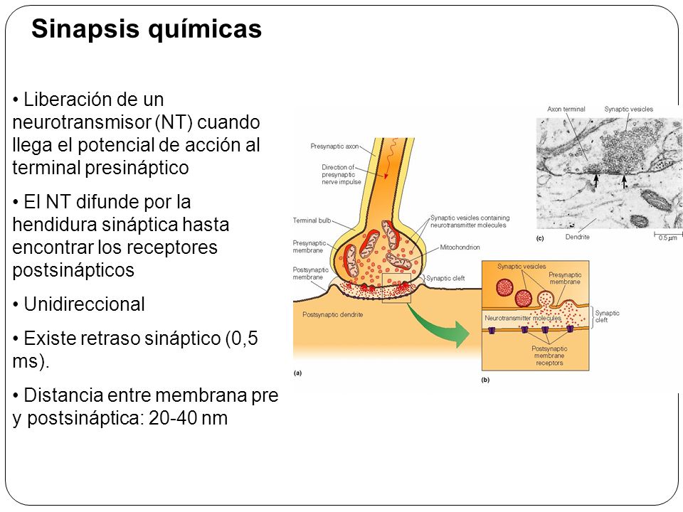 Sinapsis químicas Liberación de un neurotransmisor (NT) cuando llega el potencial de acción al terminal presináptico.