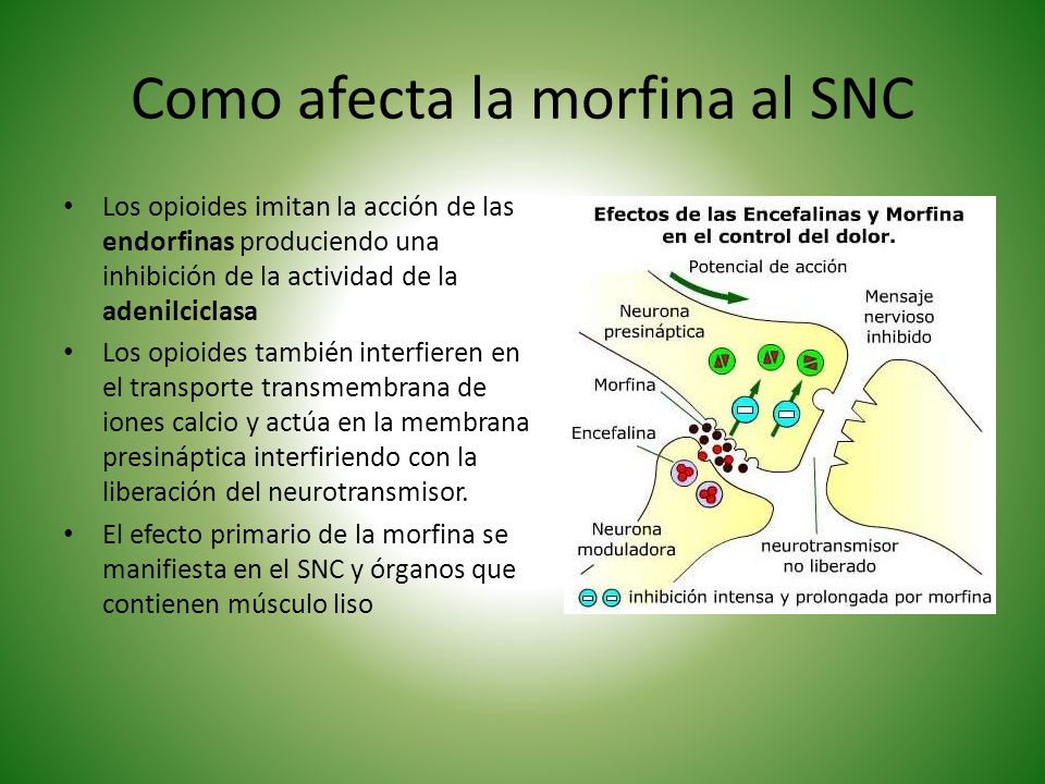 Como afecta la morfina al SNC