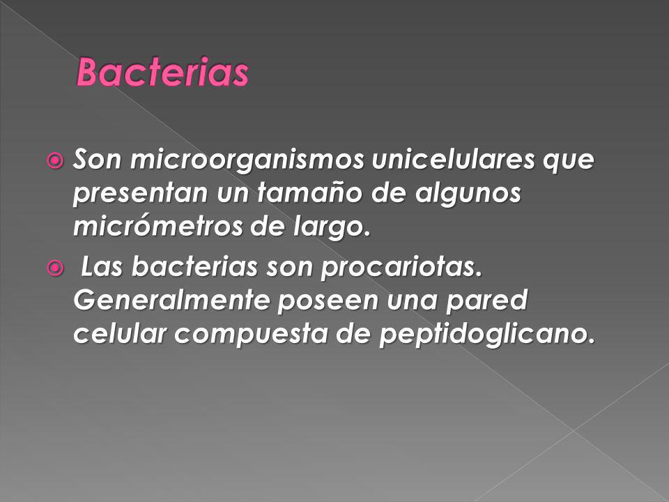 Bacterias Son microorganismos unicelulares que presentan un tamaño de algunos micrómetros de largo.