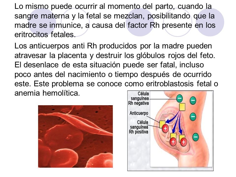Lo mismo puede ocurrir al momento del parto, cuando la sangre materna y la fetal se mezclan, posibilitando que la madre se inmunice, a causa del factor Rh presente en los eritrocitos fetales.