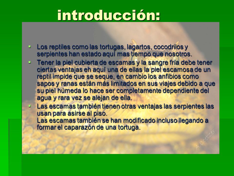 introducción: Los reptiles como las tortugas, lagartos, cocodrilos y serpientes han estado aquí mas tiempo que nosotros.