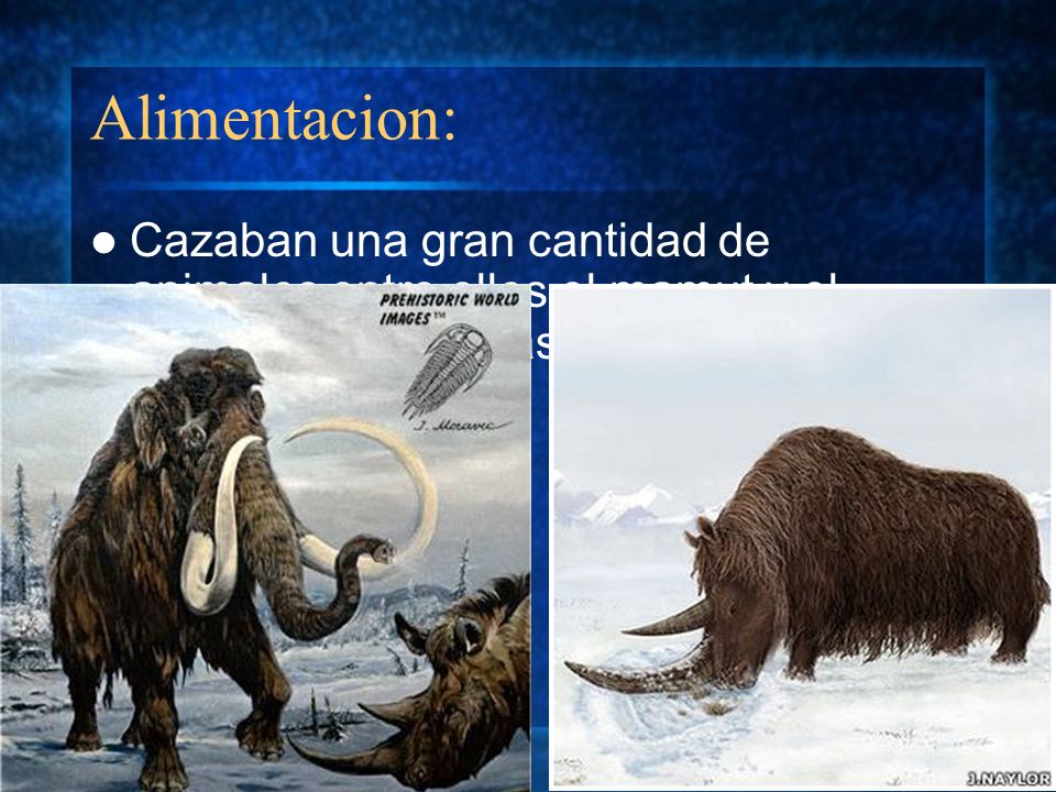 Alimentacion: Cazaban una gran cantidad de animales entre ellos el mamut y el rinoceronte, además de practicar el canibalismo.