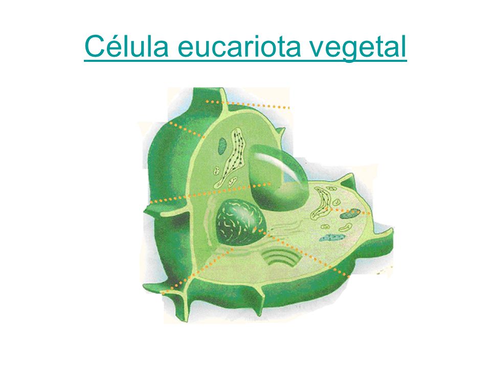 Célula eucariota vegetal