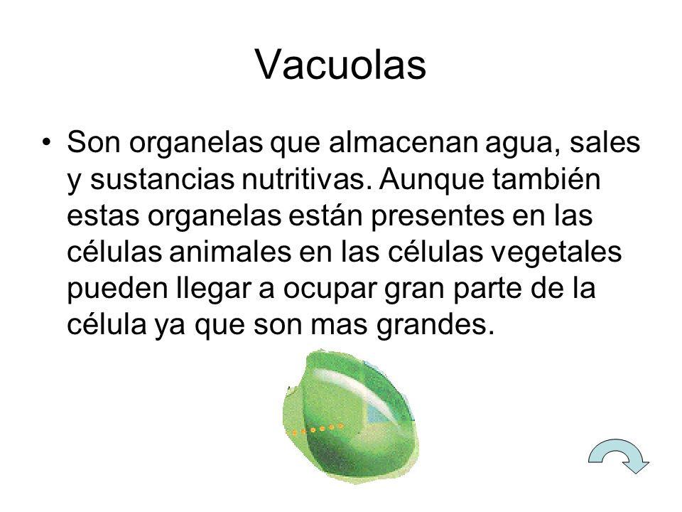 Vacuolas