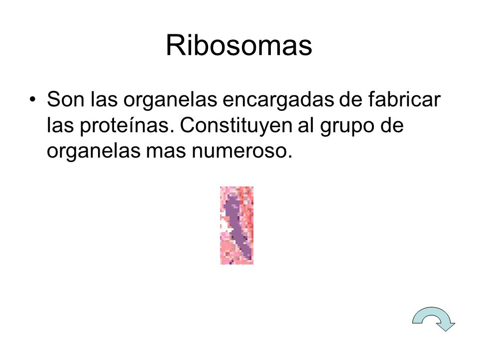 Ribosomas Son las organelas encargadas de fabricar las proteínas.