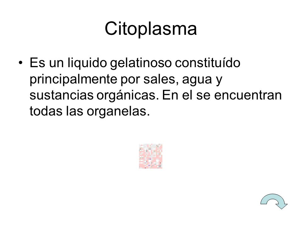 Citoplasma Es un liquido gelatinoso constituído principalmente por sales, agua y sustancias orgánicas.