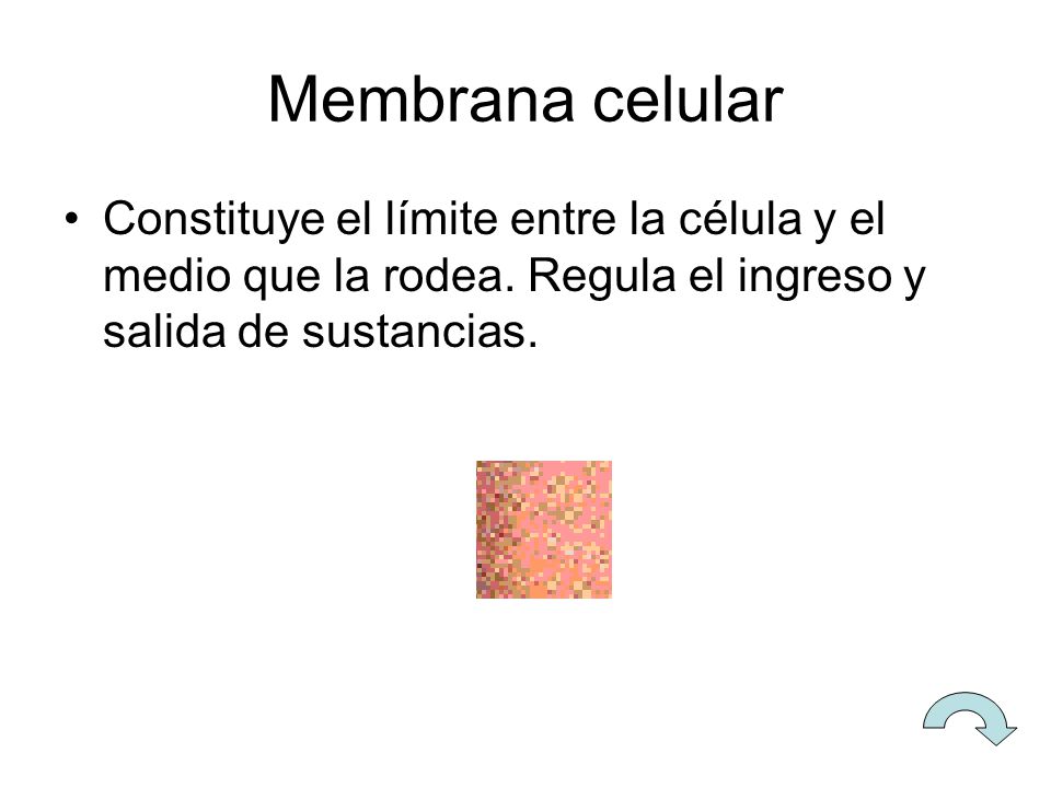 Membrana celular Constituye el límite entre la célula y el medio que la rodea.