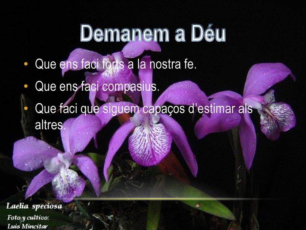 Demanem a Déu Que ens faci forts a la nostra fe.